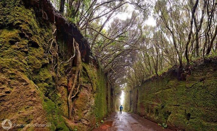 Sendero boscoso con paredes de lava cubiertas de musgo en el Parque Rural de Anaga