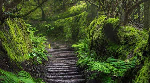 Escalinata natural rodeada de vegetación exuberante y musgo en el bosque de Anaga