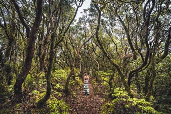 Bosque de laurisilva con árboles retorcidos y suelo cubierto de helechos en Anaga