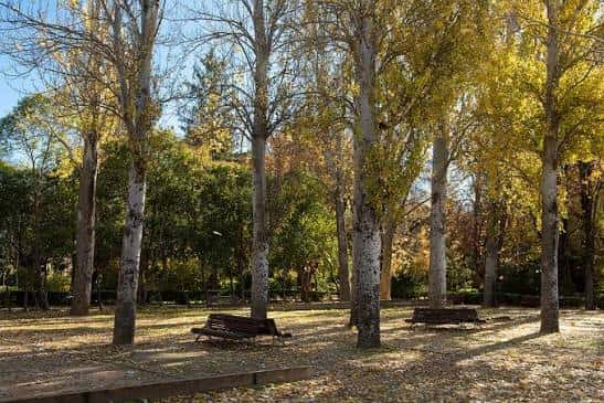 Área arbolada con árboles de troncos claros y bancos bajo el sol