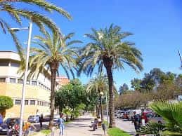 Paseo arbolado con palmeras en la Plaça de Nicaragua, Badalona