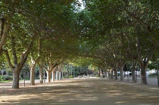 Avenida arbolada con árboles de gran porte creando un túnel natural