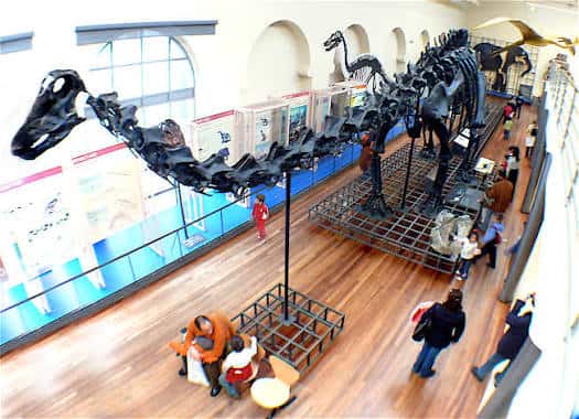 Vista panorámica de la sala de historia natural con esqueletos de dinosaurios y visitantes