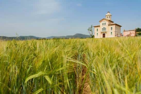 Torre Lluvià desde un sendero entre campos de trigo, con montañas al horizonte