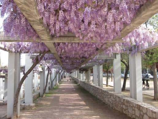Pasarela cubierta de flores de glicinia morada en el Parc de Ponent