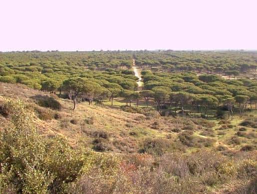Vista panorámica del bosque de pinos del Parque Forestal Pinar de Hierro y La Espartosa