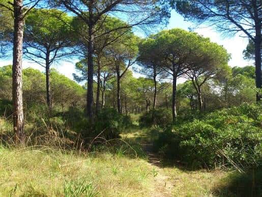 Sendero natural entre árboles de pinos en el parque