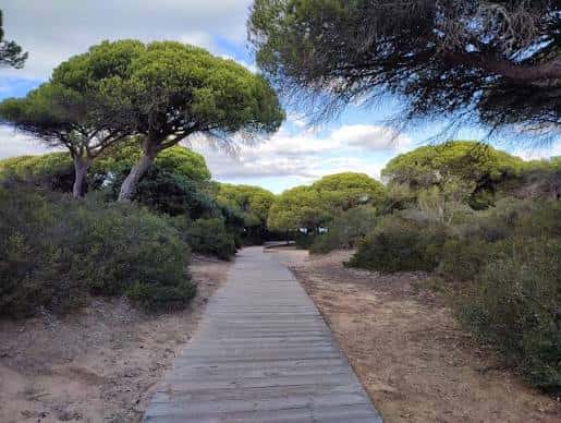 Pasarela de madera que atraviesa el bosque de pinos bajo un cielo parcialmente nublado