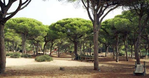 Área de picnic y recreo con mesas de madera y columpios entre pinos maduros