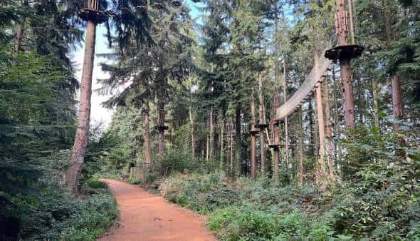 Sendero forestal con estructura de aventura entre árboles