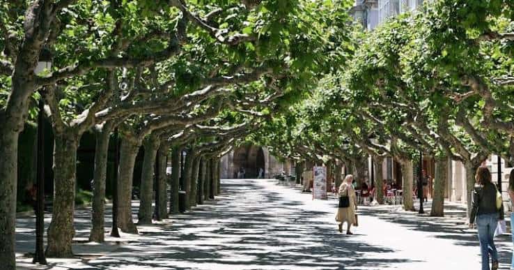 Paseo del Espolón en verano con árboles frondosos y gente caminando