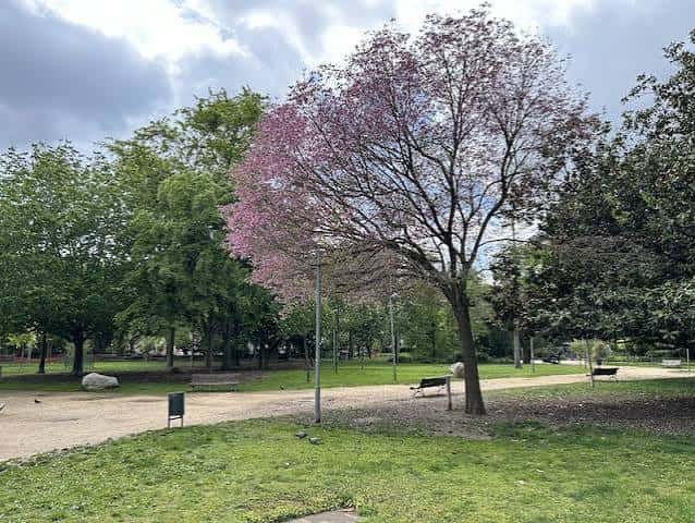 Área verde con árboles en flor y bancos de descanso