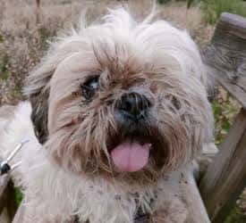 Retrato de un perro pequeño de pelaje claro y desordenado, con la lengua fuera, en un entorno al aire libre