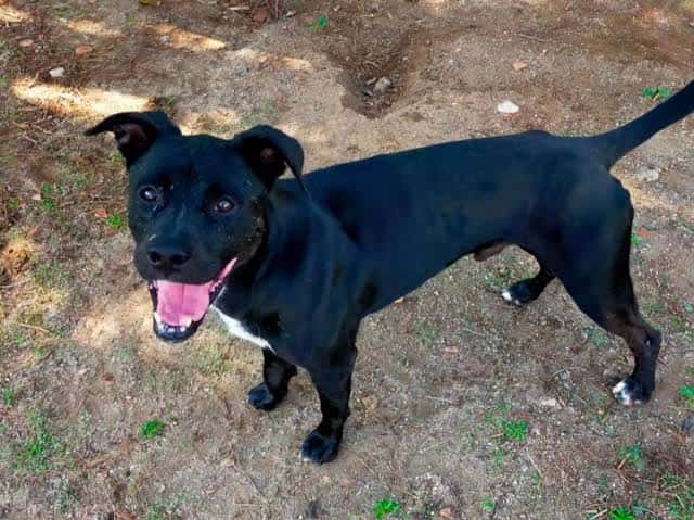 Perro negro de tamaño mediano sonriendo hacia la cámara en un terreno de tierra y hierba