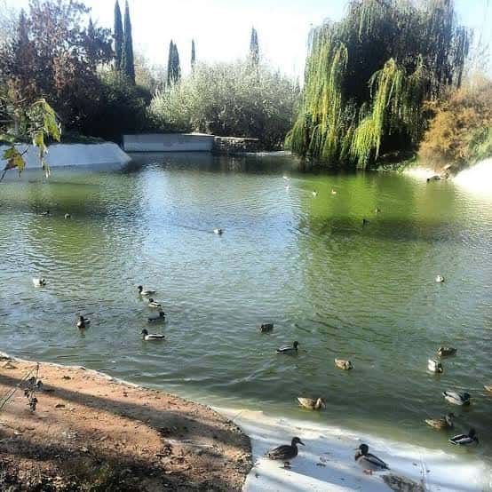 Lago del parque con patos nadando y árboles de sauce llorón