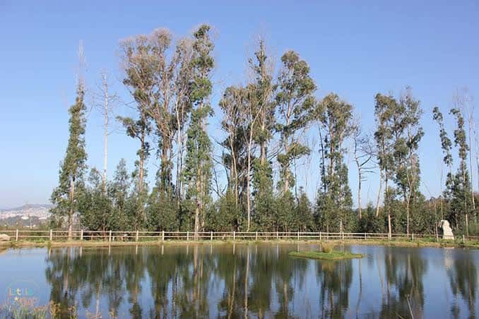 Vista panorámica de la laguna del parque con árboles altos y su reflejo en el agua