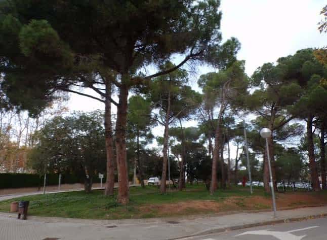 Área arbolada del parque con pinos altos y senderos peatonales