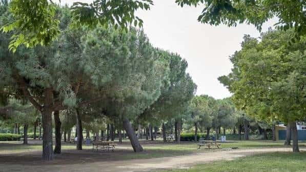 Área arbolada con mesas de picnic bajo la sombra de pinos