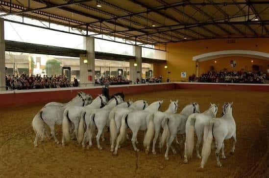 Espectáculo ecuestre en el patio de caballos de la Yeguada La Cartuja