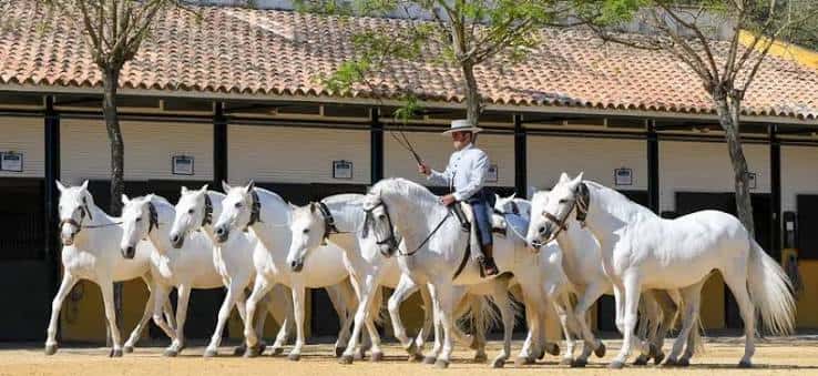 Paseo de caballos blancos con un jinete en el patio de la Yeguada La Cartuja