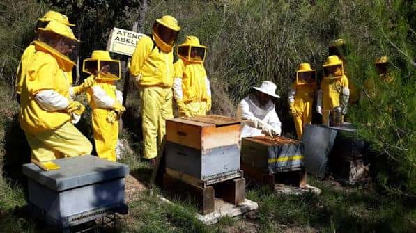 Grupo de apicultores trabajando con colmenas al aire libre