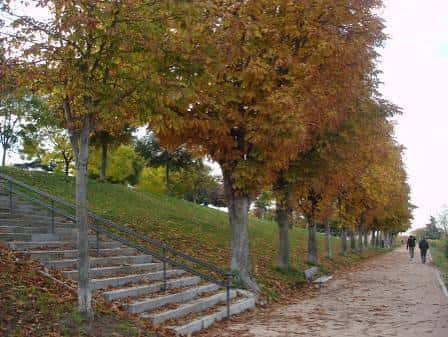 Paseo arbolado con hojas otoñales y sendero peatonal