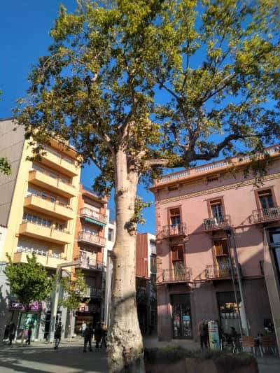 Platanero centenario en la Plaça Lluís Perpinyà con edificios históricos al fondo