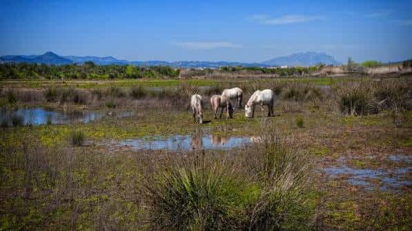 Grupo de caballos pastando en un humedal con montañas al fondo