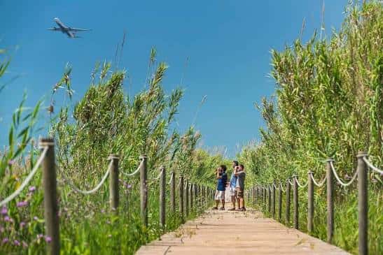 Pasarela de madera entre juncos con aviones en el cielo