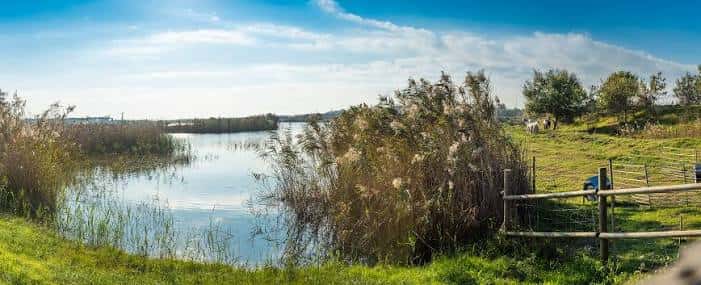 Paisaje de marismas con cañaverales y valla de madera