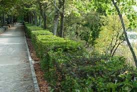 Sendero bordeado por setos verdes en el Parque de Olivares