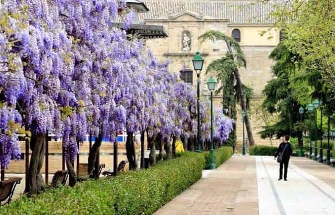 Paseo del Parque de la Vega con árboles de jacarandas en flor