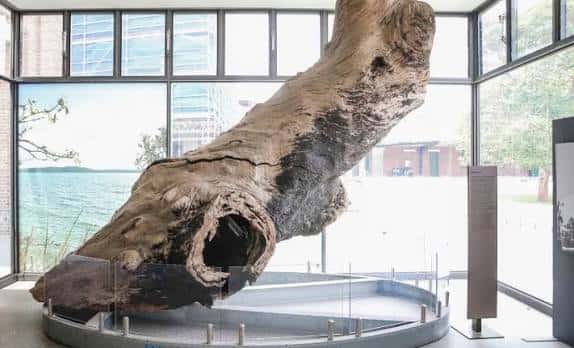 Gran tronco fósil en exhibición con ventanales al fondo