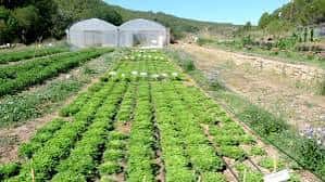 Campos de cultivo con invernaderos blancos en la Escola Agrària de Manresa