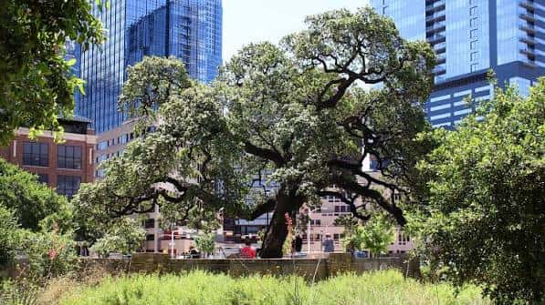 Árbol centenario en Republic Square con rascacielos de Austin al fondo