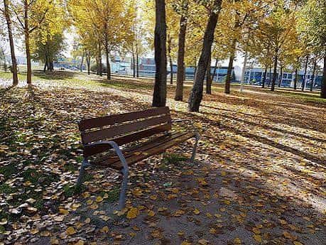 Banco de madera en el parque rodeado de árboles con hojas otoñales