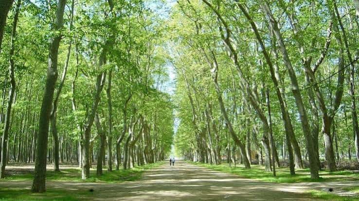Avenida de árboles altos y frondosos en un día soleado
