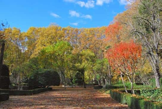 Paisaje otoñal con árboles de colores vibrantes y sendero cubierto de hojas