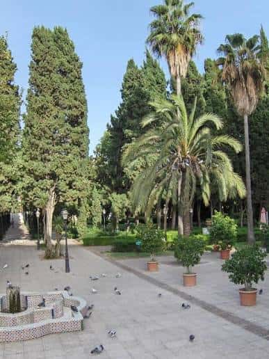 Paseo arbolado con palmeras y fuente decorativa en el parque