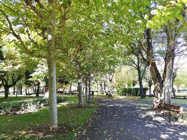 Sendero arbolado con bancos y luz solar filtrándose entre las hojas