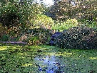 Vista del estanque cubierto de musgo con vegetación densa y árboles al fondo