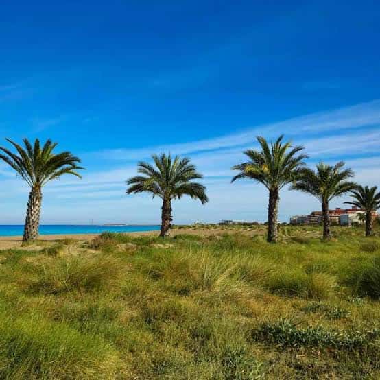 Dunas y palmeras frente al mar en un día soleado