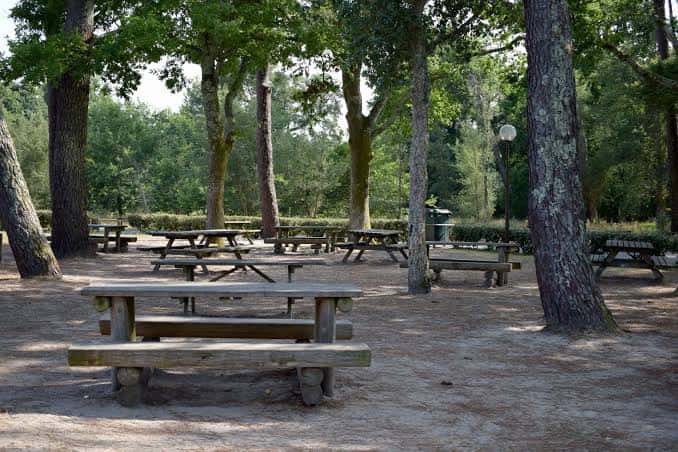 Área de picnic con mesas de madera bajo árboles en un parque