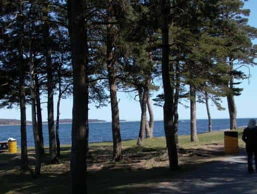 Sendero arbolado junto al mar con vista al océano