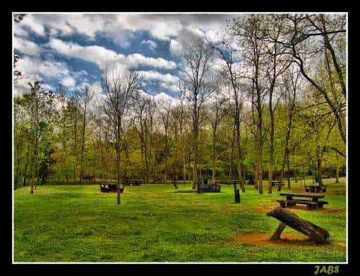 Área recreativa con mesas de picnic bajo árboles en el parque