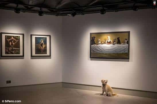 Sala de exposición con obras de arte enmarcadas y un perro sentado en el suelo