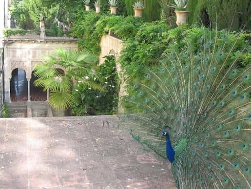 Pavón real exhibiendo su cola en los jardines del Carmen de los Mártires
