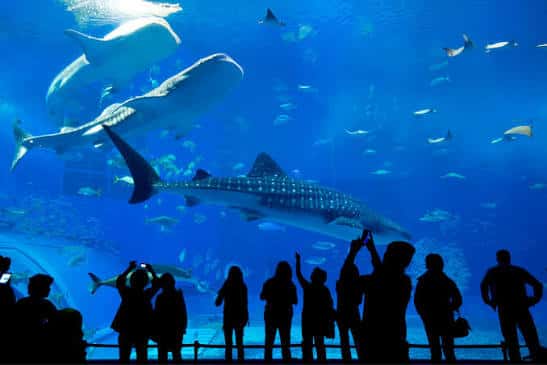 Vista interior del acuario con tiburones ballena y visitantes observando desde la pasarela