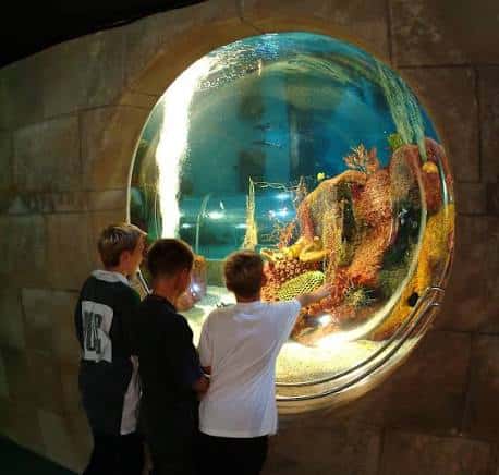 Niños mirando a través de una ventana circular de un tanque con corales y peces