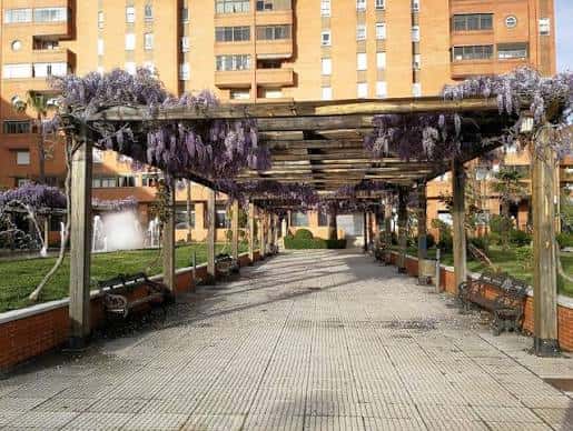 Paseo cubierto con enredaderas moradas y bancos de madera